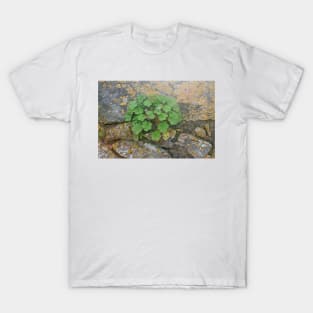 Life on an old stone wall T-Shirt